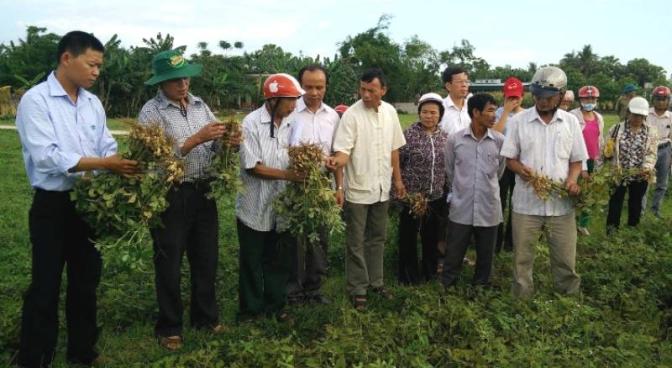 Hiệu quả sử dụng phân bón Thiên Quyến trên cây lạc vụ xuân